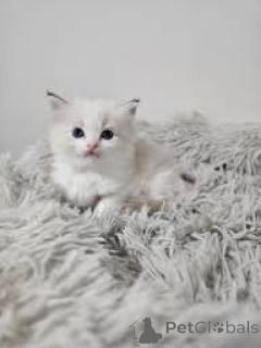 Photo №2 de l'annonce № 173285 de la vente ragdoll - acheter à Pologne annonce privée, éleveur