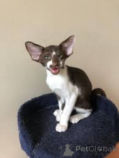Photo №1. oriental shorthair - à vendre en ville de Anvers | 350€ | Annonce № 172696