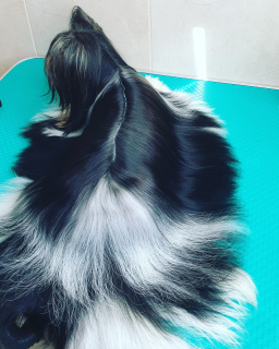 Photo №4. Je vais vendre biewer yorkshire terrier en ville de Vitebsk. annonce privée - prix - Négocié