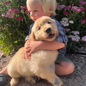 Photo №2 de l'annonce № 172955 de la vente golden retriever - acheter à Guadeloupe 