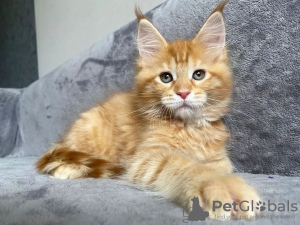 Photo №2 de l'annonce № 115133 de la vente maine coon - acheter à Allemagne annonce privée