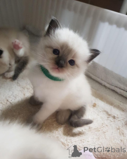 Photo №3. Chatons Ragdoll disponibles à l'adoption.. La finlande