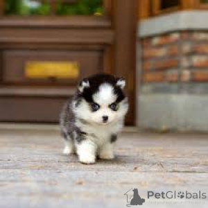 Photo №4. Je vais vendre chien bâtard en ville de Berlin.  - prix - négocié