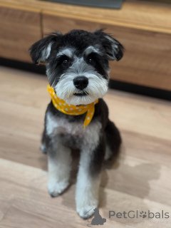 Photo №3. Chiots schnauzer miniatures mignons. USA