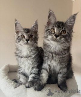 Photo №2 de l'annonce № 176854 de la vente maine coon - acheter à Allemagne annonce privée
