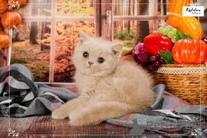 Photo №3. Chaton femelle British shorthair. Allemagne