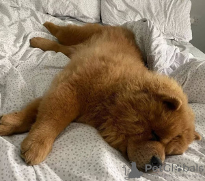 Photo №1. chow-chow - à vendre en ville de Vilnius | négocié | Annonce №84053