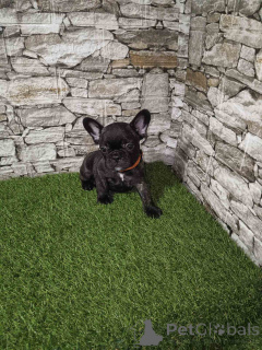 Photo №2 de l'annonce № 143770 de la vente bouledogue - acheter à Serbie 