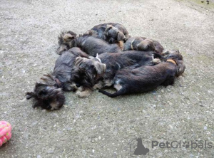 Photos supplémentaires: Chiots Schnauzer nain