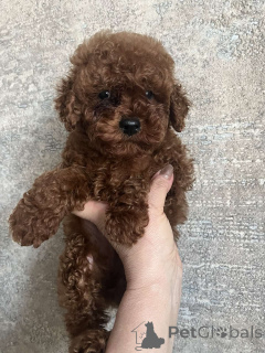 Photo №2 de l'annonce № 160722 de la vente chien bâtard - acheter à Ukraine annonce privée, de la fourrière, éleveur