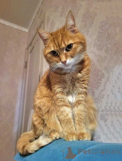 Photo №1.  - à vendre en ville de Moskova | Gratuit | Annonce № 158300