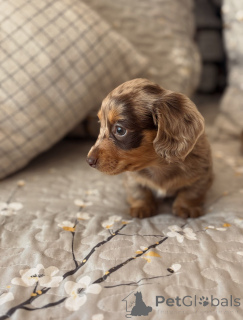 Photo №3. Précieux chiot teckel pommelé, petit voleur de cœur prêt pour l'amour !. République Tchèque