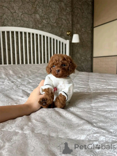 Photo №2 de l'annonce № 136366 de la vente maltipu - acheter à Allemagne éleveur