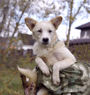 Photo №1. chien bâtard - à vendre en ville de Москва | Gratuit | Annonce №124467