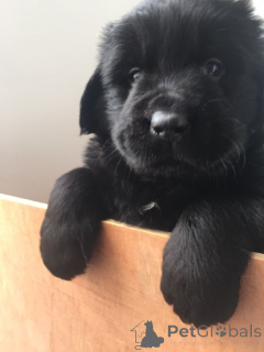 Photo №4. Je vais vendre terre-neuve en ville de Flemalle. annonce privée - prix - 500€