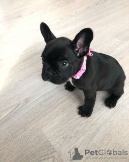 Photo №1. bouledogue - à vendre en ville de Nuremberg | 331€ | Annonce №117657