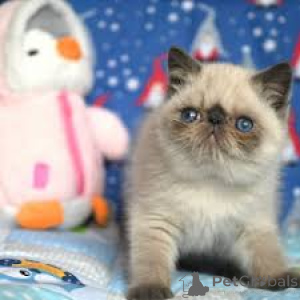 Photo №3. Les chatons Exotic Shorthair ont un nouveau look aujourd'hui.. Belgique