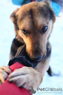 Photo №1. chien bâtard - à vendre en ville de Краснокамск | Gratuit | Annonce №8315