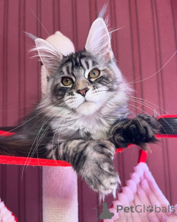 Photo №2 de l'annonce № 155319 de la vente maine coon - acheter à Luxembourg annonce privée