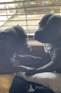 Photo №1. staffordshire bull terrier - à vendre en ville de Bad Wildungen | 580€ | Annonce №175223