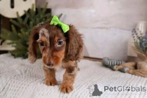 Photo №3. Mignons et adorables chiots teckel à vendre, contactez WhatsApp Business. Allemagne