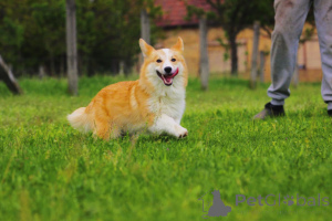 Photo №4. Je vais vendre welsh corgi en ville de Bačka Topola. éleveur - prix - 1400€
