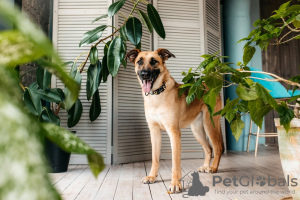 Photo №2 de l'annonce № 92072 de la vente chien bâtard - acheter à Fédération de Russie annonce privée