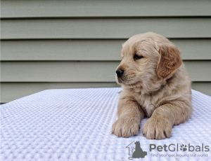 Photo №3. Adorable chiot Golden Retriever. USA