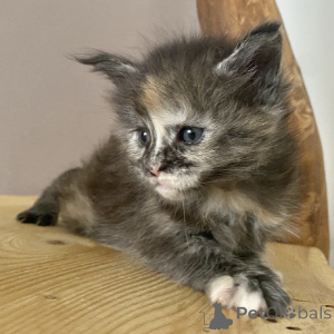 Photo №3. Chaton maine coon mâle et femelle disponible. La finlande
