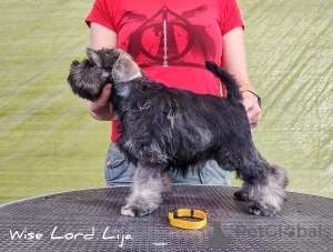 Photo №3. Magnifiques chiots schnauzer nain FCI. Pologne