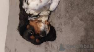 Photo №4. Je vais vendre cavalier king charles spaniel en ville de Nuremberg. annonce privée - prix - Gratuit