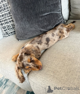 Photo №3. Mignons et adorables chiots teckel à vendre, contactez WhatsApp Business. La finlande