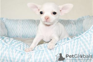 Photo №3. Adorables chiots Chihuahua en adoption gratuite. Allemagne