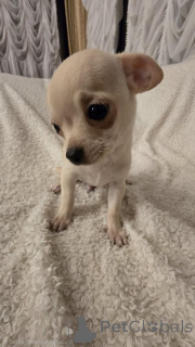 Photo №2 de l'annonce № 161481 de la vente chihuahua - acheter à Serbie éleveur