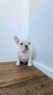 Photo №1. bouledogue - à vendre en ville de Bogumin | 727€ | Annonce №163011