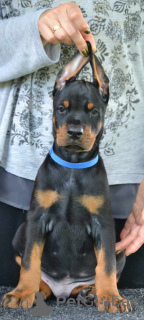 Photos supplémentaires: Chiots Dobermann à vendre