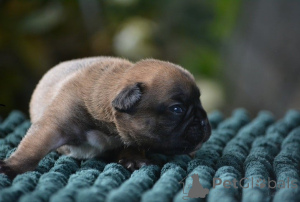 Photo №2 de l'annonce № 165471 de la vente bouledogue - acheter à Allemagne annonce privée, éleveur