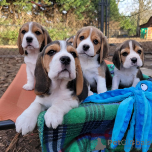 Photos supplémentaires: Les chiots Beagle recherchent