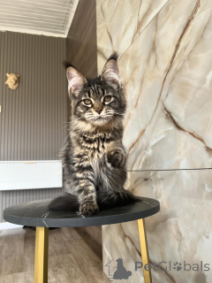 Photo №3. Chatons Maine Coon premium à la recherche de leurs familles pour toujours. Allemagne