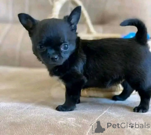 Photo №3. Rencontrez vos nouveaux meilleurs amis! À la recherche d'une maison aimante pour. USA