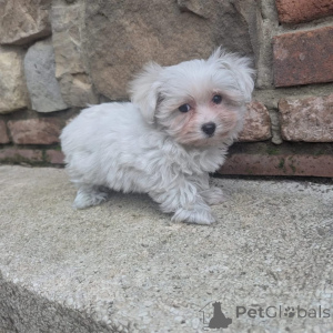 Photo №3. Le chiot Shih Tzu pratique a besoin d'un cadeau aujourd'hui. Pays Bas