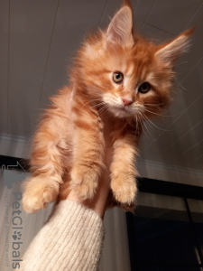 Photo №2 de l'annonce № 90281 de la vente maine coon - acheter à La finlande annonce privée