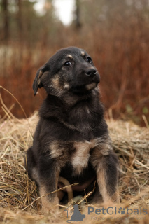 Photo №2 de l'annonce № 105981 de la vente chien bâtard - acheter à Fédération de Russie annonce privée