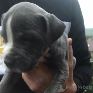 Photo №1. american pit bull terrier - à vendre en ville de Degerdal | 450€ | Annonce №173383