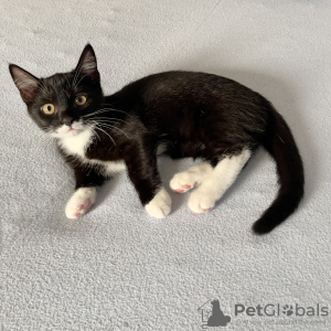 Photo №2 de l'annonce № 94432 de la vente munchkin à poil ras - acheter à Allemagne éleveur