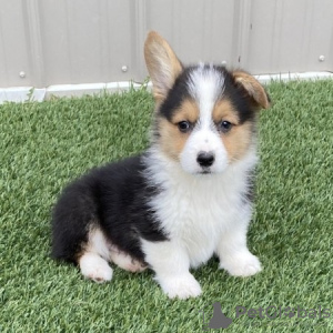 Photo №1. welsh corgi - à vendre en ville de Paris | négocié | Annonce №76029