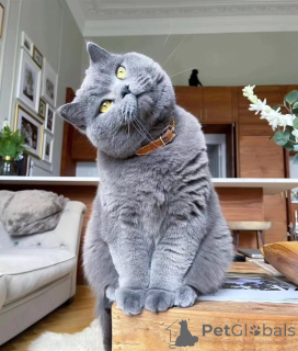 Photo №1. british shorthair - à vendre en ville de Baden | négocié | Annonce № 156694