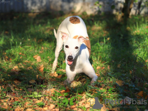 Photos supplémentaires: Whippet mâle pour la reproduction