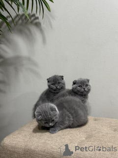 Photo №2 de l'annonce № 154765 de la vente scottish fold - acheter à La finlande 