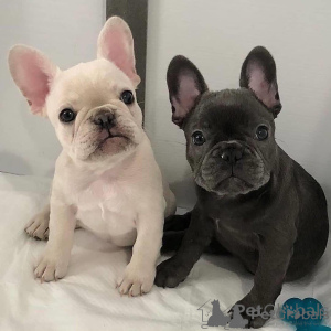Photo №1. bouledogue - à vendre en ville de Tallinn | négocié | Annonce №162263